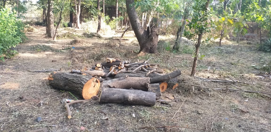 विक्रम विश्वविद्यालय में अवैध रूप से पेड़ों की कटाई, लकडिय़ां बाले-बाले ही रफा-दफा
