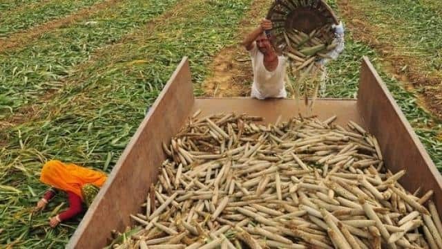 सरकार का किसानों को तोहफा, खरीफ फसलों के लिए MSP में 62 प्रतिशत तक का इजाफा