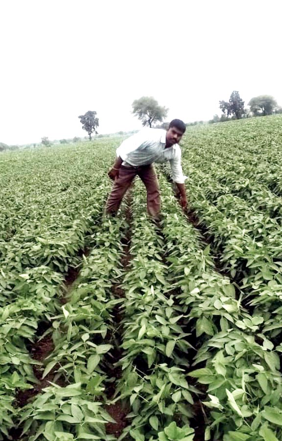 बारिश की लंबी खेंच: किसानों के माथे पर चिंता की लकीरें