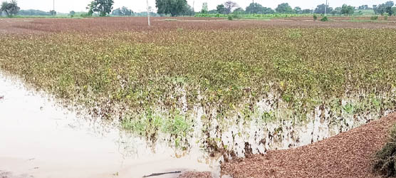अन्नदाता परेशान : लगातार बारिश ने किसानों के मुंह में आया निवाला छीना