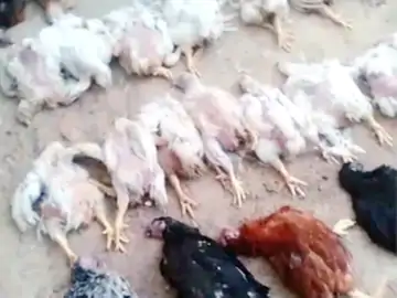 ऐसा भी होता है: शादी में बज रहे DJ की आवाज से 63 मुर्गियों की हार्ट अटैक से मौत..!