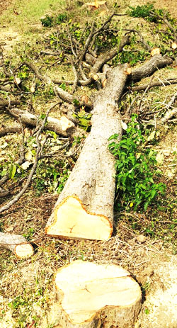 Berchha illegal tree cutting