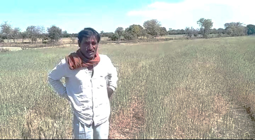 एक महीने से नहरों से नहीं मिल रहा सिंचाई का पानी, गेहूं की फसल सूखने से किसान परेशान