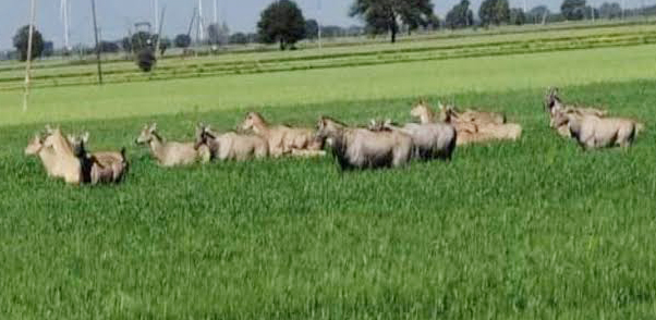 घोड़ारोज पांवों से रौंद रही किसानों की मेहनत, अन्नदाता परेशान