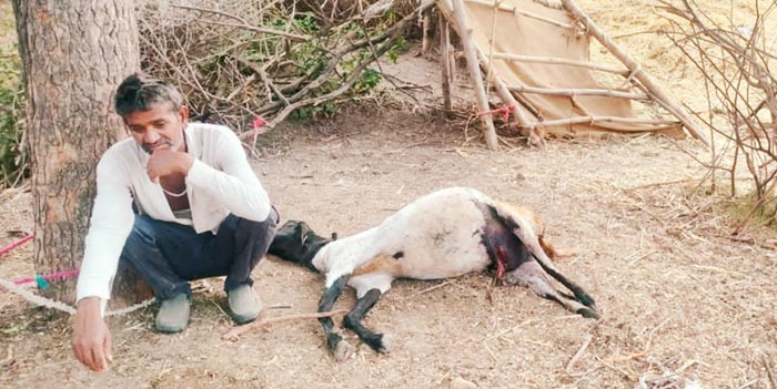 जंगली जानवरों ने किया हमला, 13 बकरियों की मौत